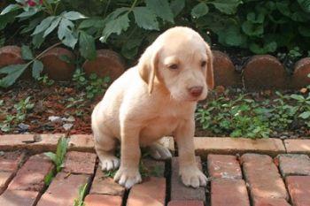 Puppies in PA